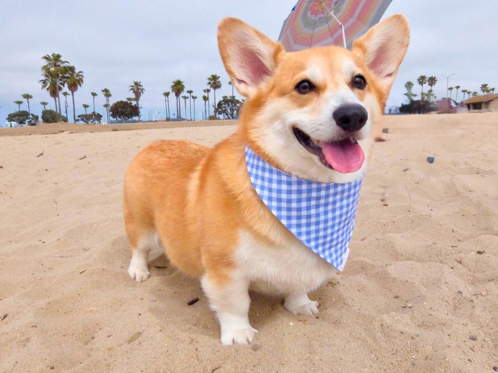 Checkered - Tie & Snap Bandana - PAWTY THINGS